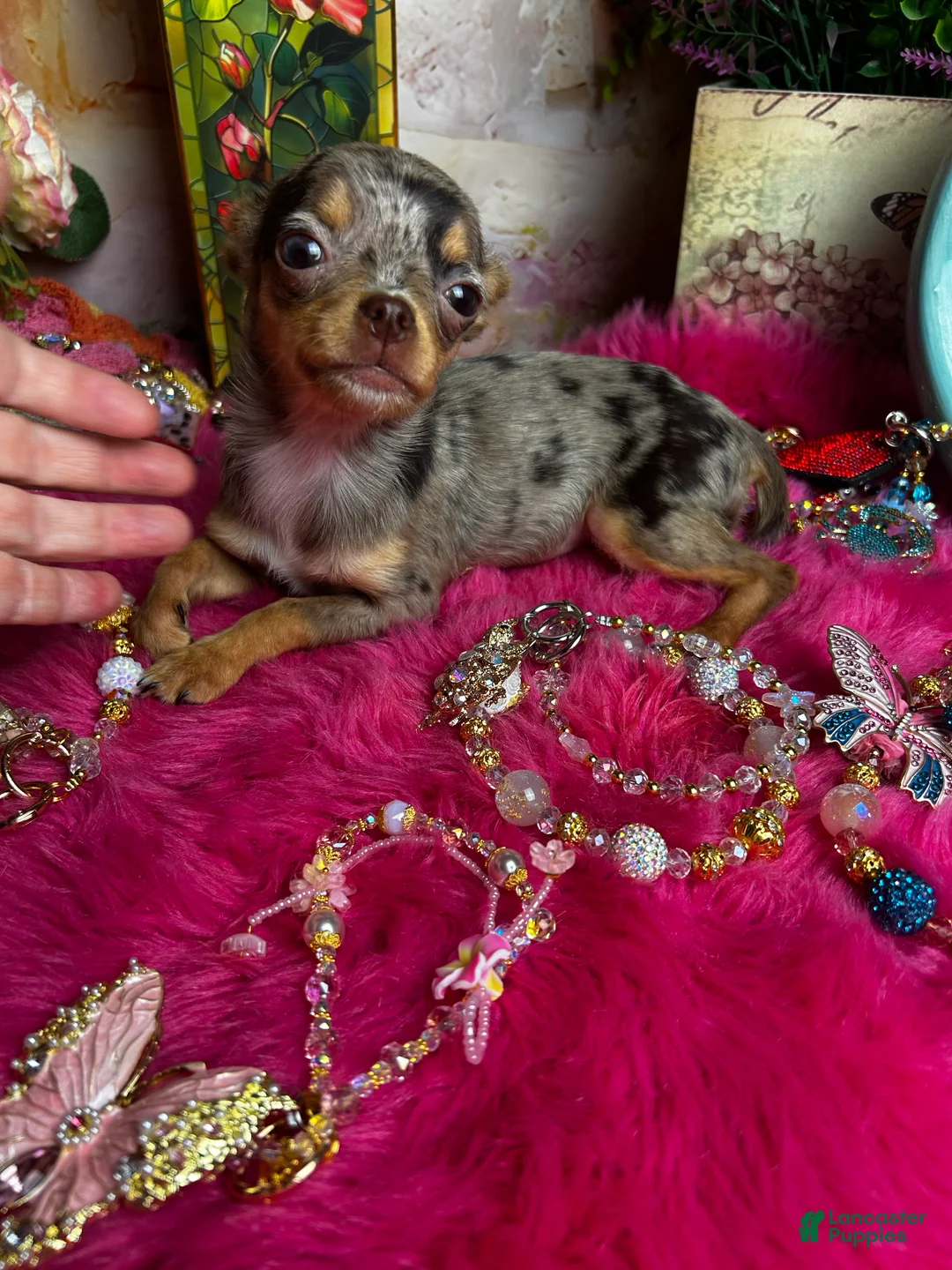 Chihuahua dogs for sale: CUPCAKE  - Ad 2