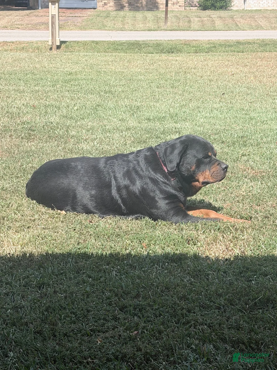 Rottweiler dogs for sale: Rottweiler 3 - Ad 2