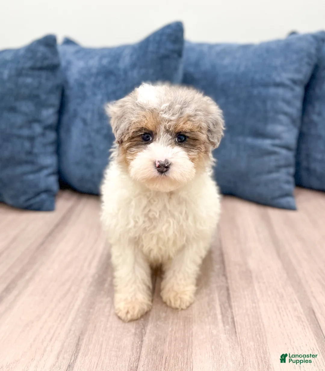 Miniature Poodle dogs for sale: Biscuit - Ad 1