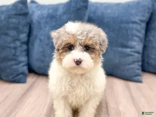 Miniature Poodle dogs for sale: Biscuit - Ad 2