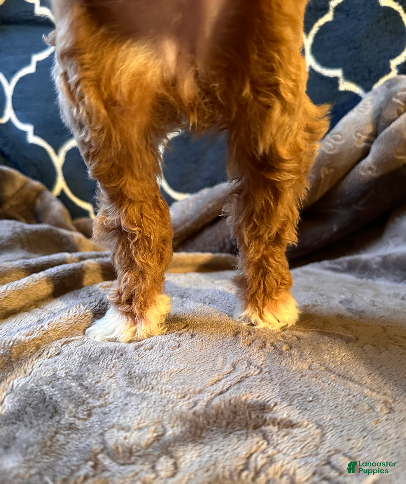 Mixed Breed dogs Eddie- AKC GENETICALLY TESTED parents - Ad 8