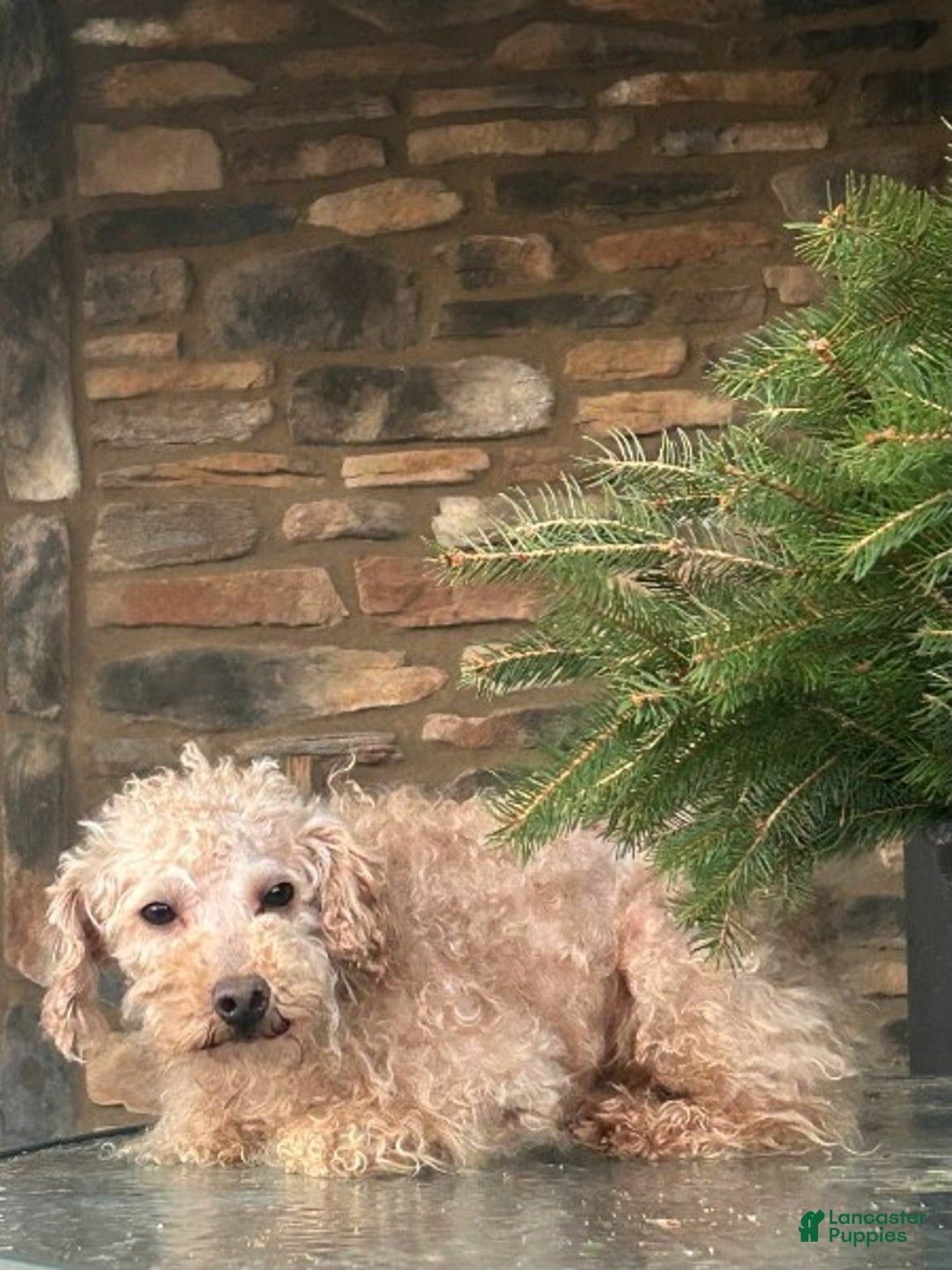 Miniature Labradoodle dogs for sale: Ditto - Ad 8