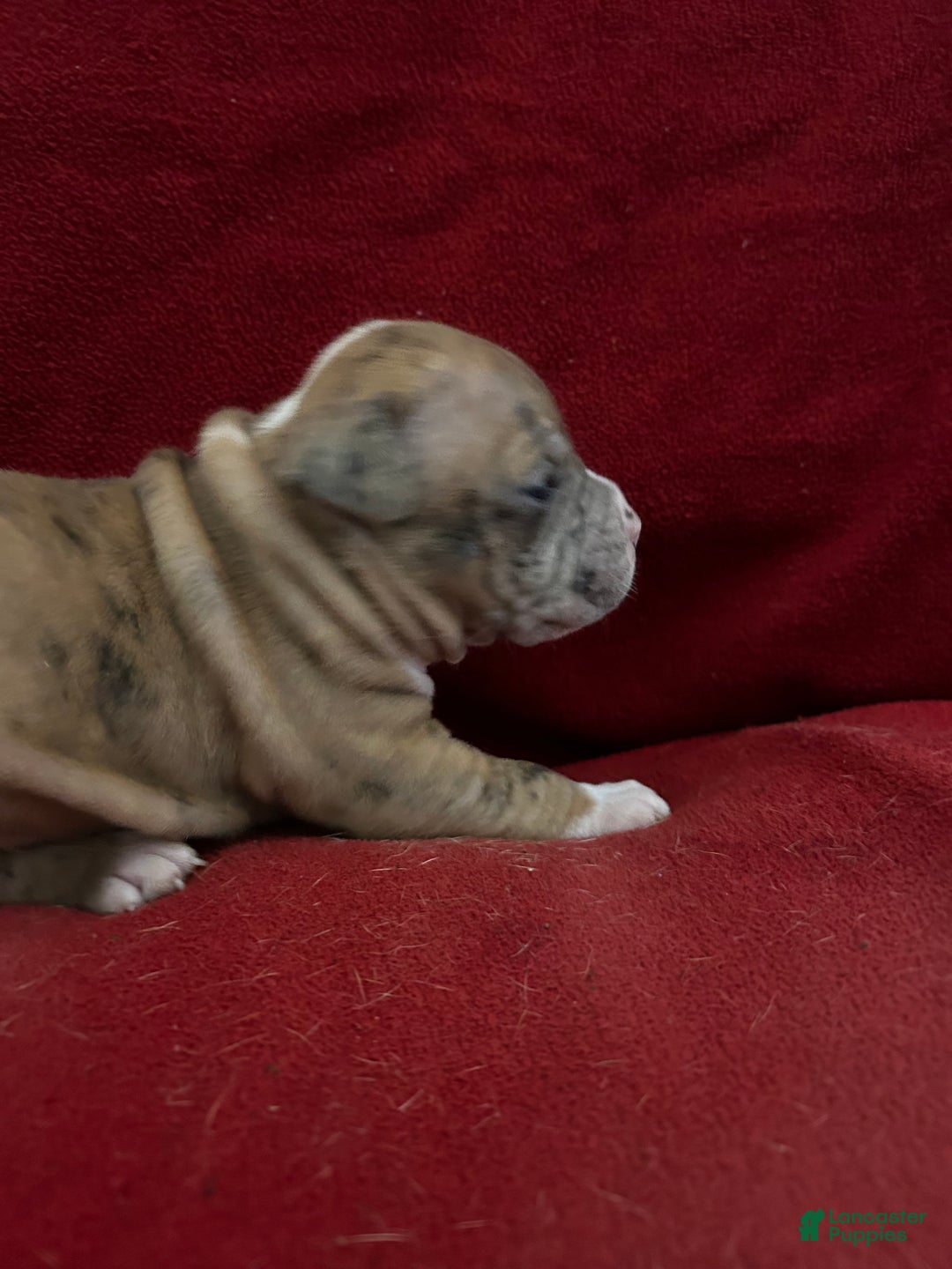 American Bully dogs for sale: American Bully Puppy 4 - Ad 4