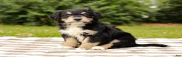 Aussiedoodle dogs for sale: Duke Standard Sized - Ad 5