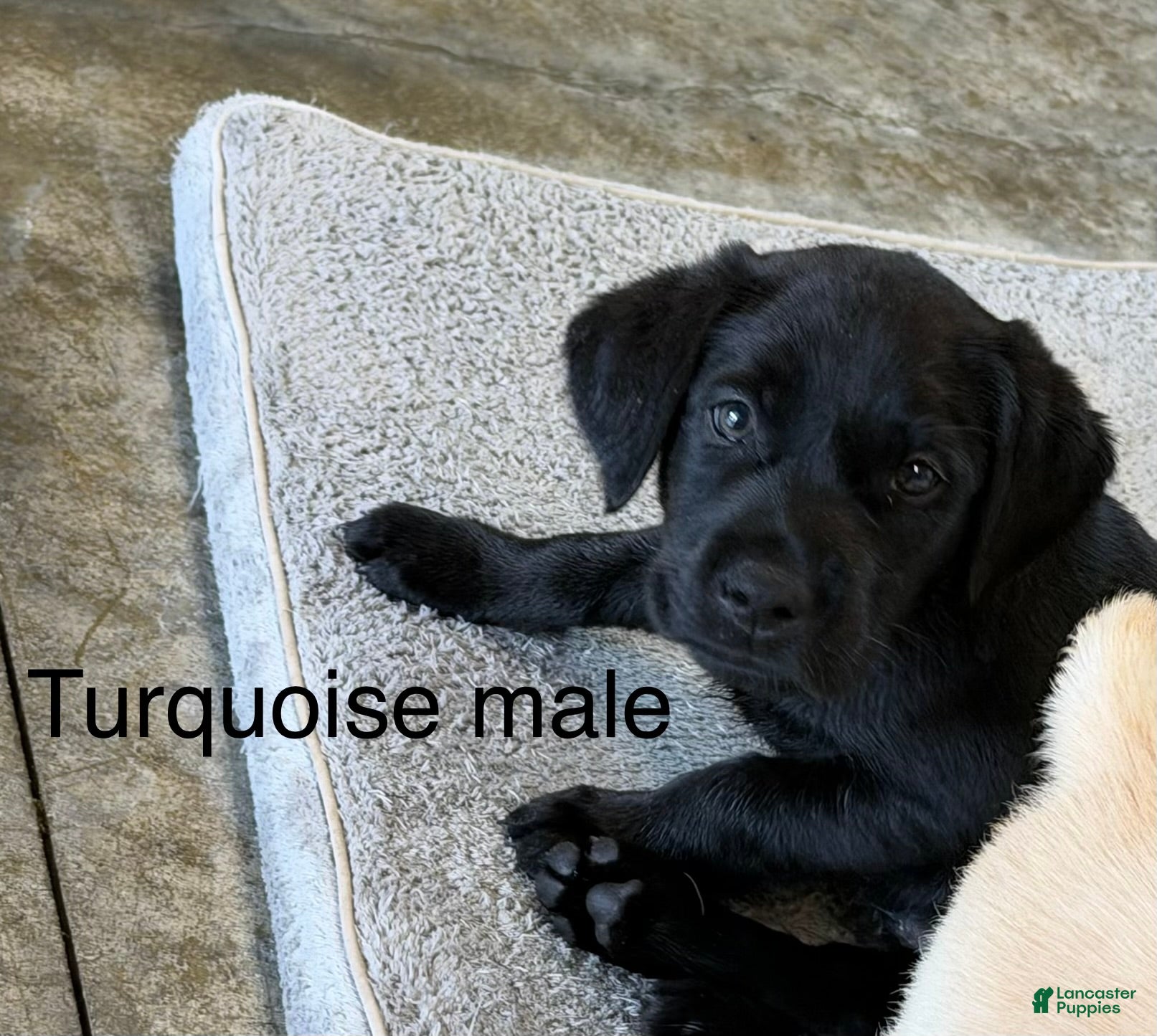Labrador Retriever dogs Labrador Retriever 3 - Ad 32