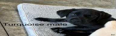 Labrador Retriever 3