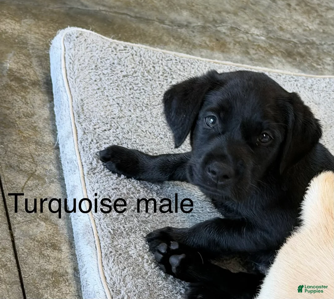 Labrador Retriever dogs for sale: Labrador Retriever 3 - Ad 1