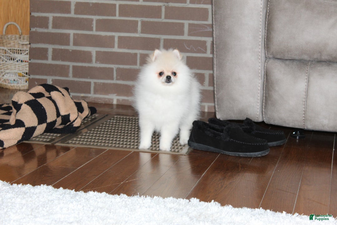 Pomeranian dogs for sale: Tiny Teddy - Ad 2