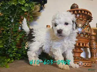 Mini Goldendoodle dogs Primrose - Ad 3