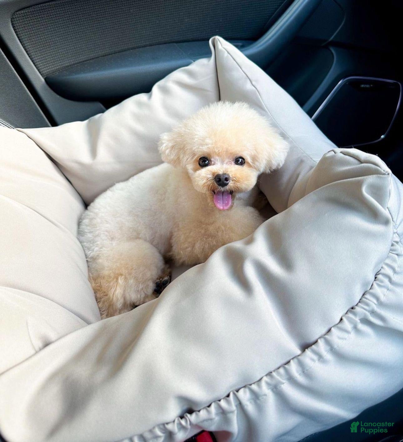 Toy Poodle dogs Toy Poodle Puppy 3 - Ad 2