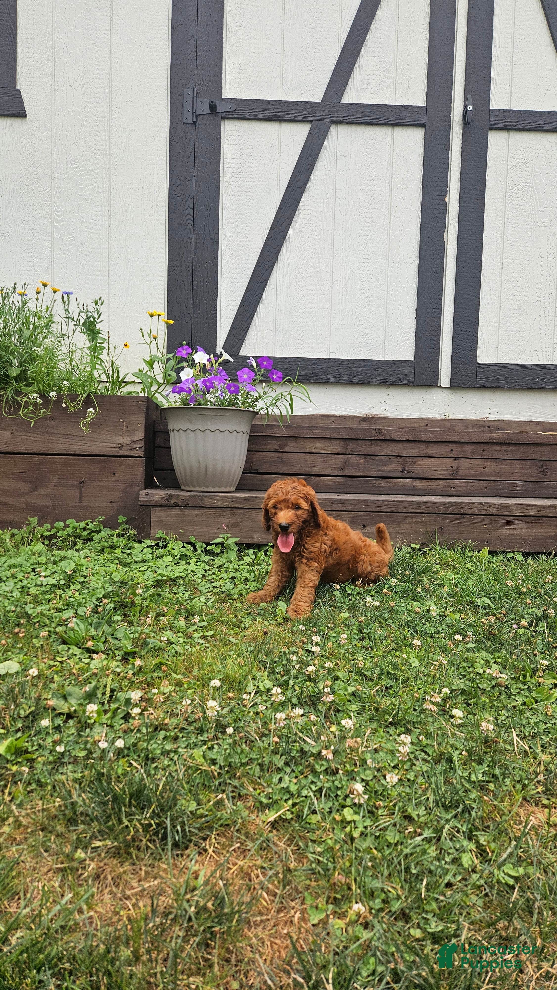 Mini Goldendoodle dogs Finn - Ad 2