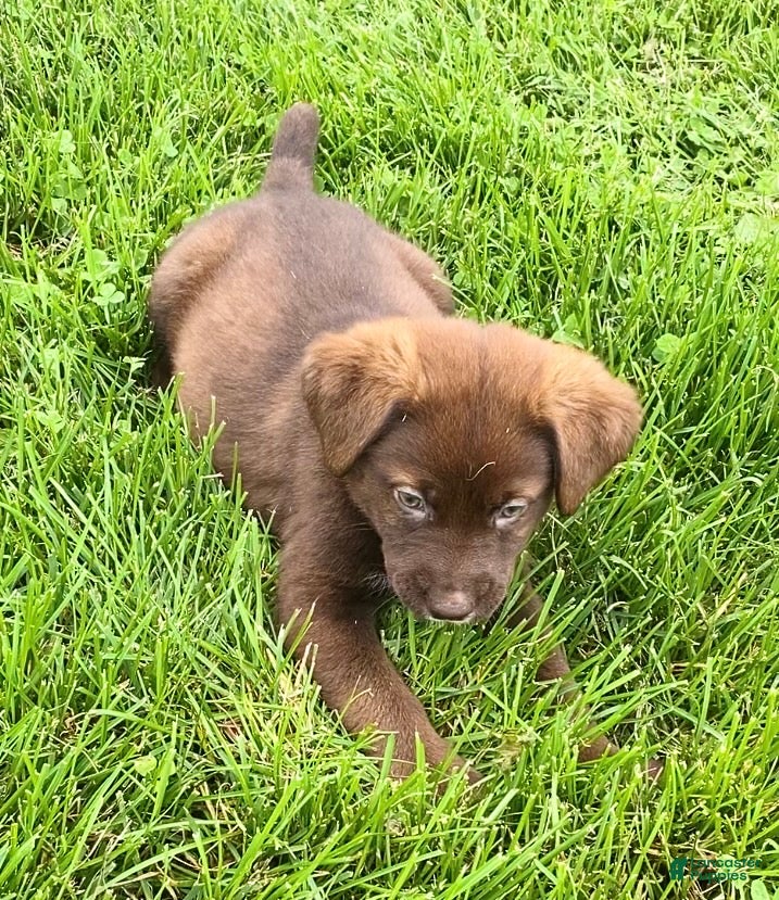 Mixed Breed dogs Ruby - Ad 2