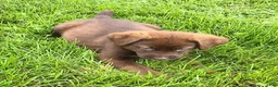 Mixed Breed dogs for sale: Ruby - Ad 2