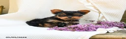 Yorkshire Terrier dogs for sale: Champagne - Ad 1