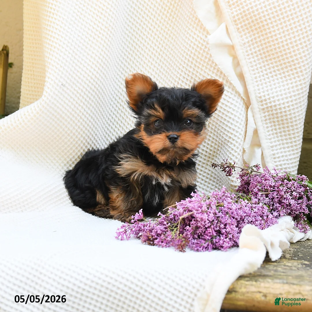 Yorkshire Terrier dogs for sale: Champagne - Ad 1