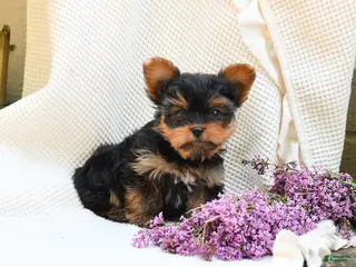 Yorkshire Terrier dogs for sale: Champagne - Ad 4