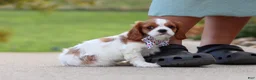 Cavalier King Charles Spaniel dogs for sale: Alec - Ad 3