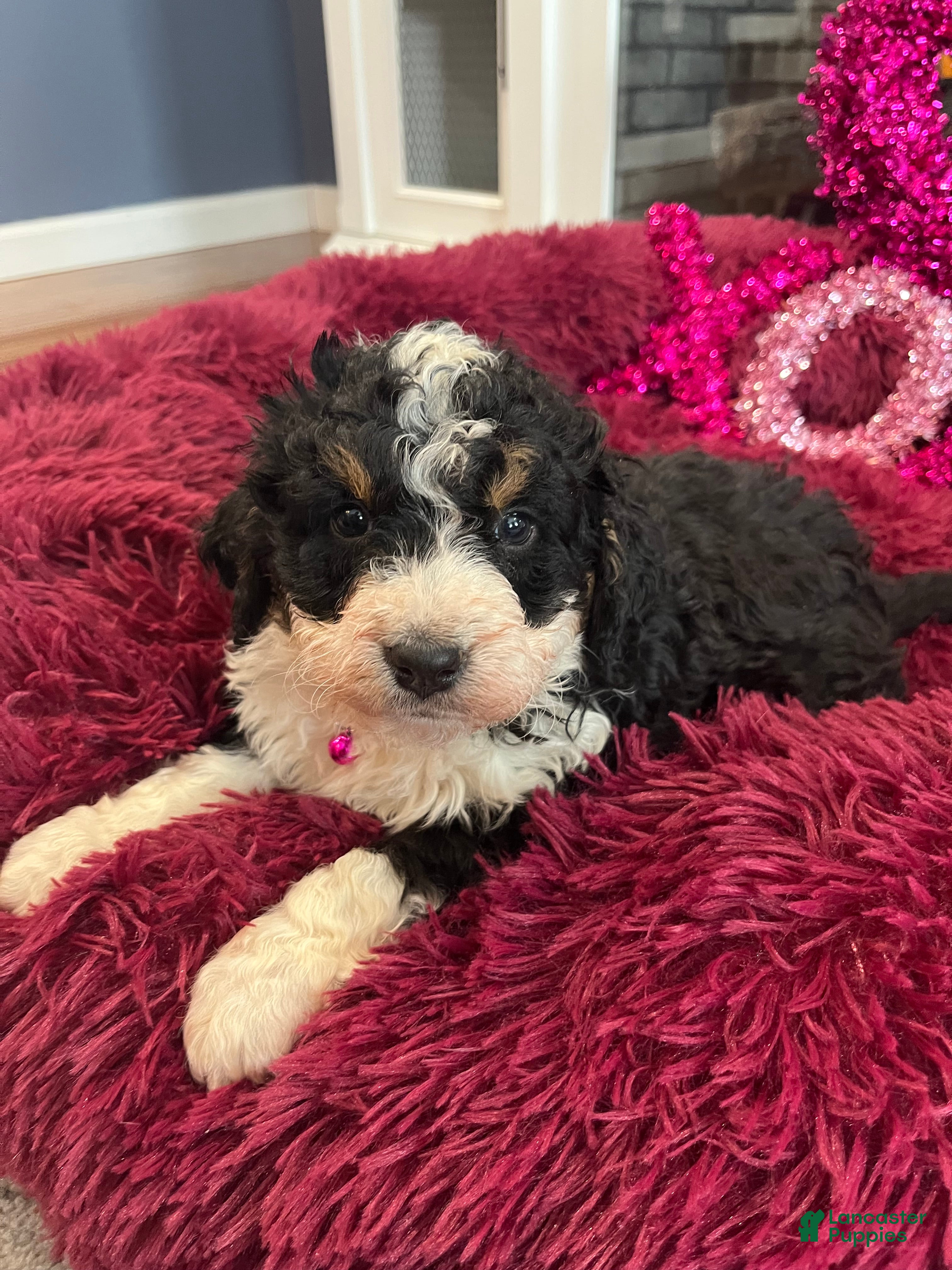 Mini Bernedoodle dogs Brandy - Ad 34