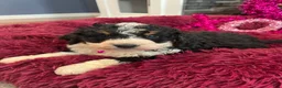 Mini Bernedoodle dogs for sale: Brandy - Ad 7
