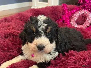 Mini Bernedoodle dogs Brandy - Ad 34