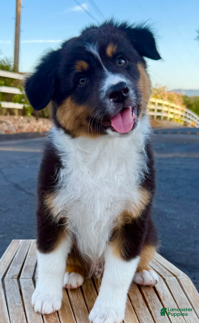 Australian Shepherd dogs Atlas - Ad 2