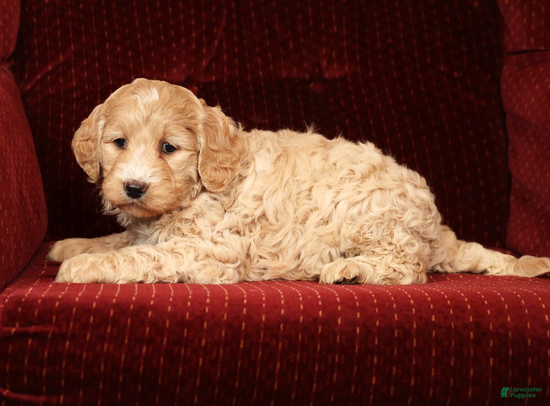 Labradoodle dogs for sale: Gracie - Ad 3