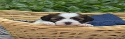 Teddy Bear dogs for sale: Fritter - Ad 8