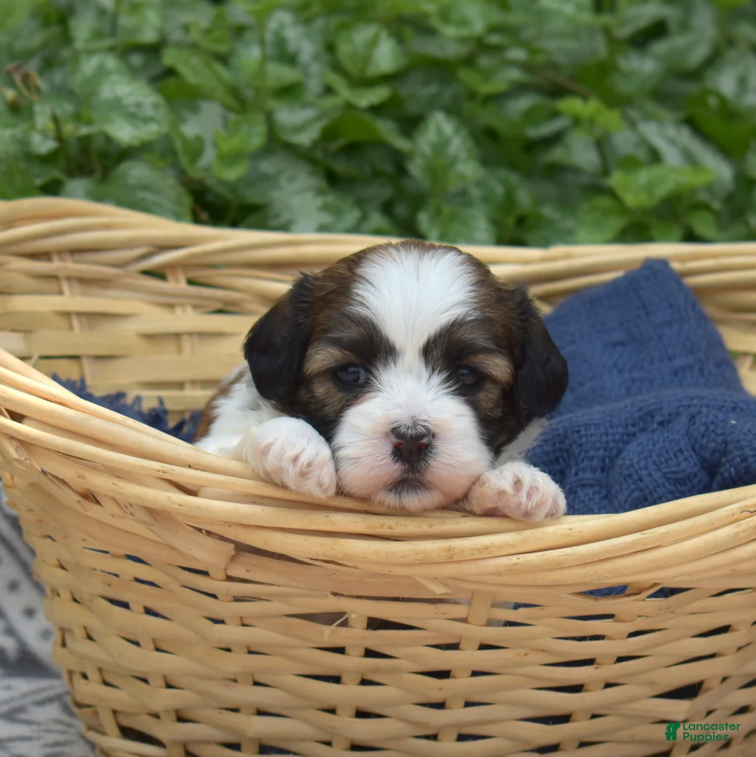Teddy Bear dogs for sale: Fritter - Ad 8