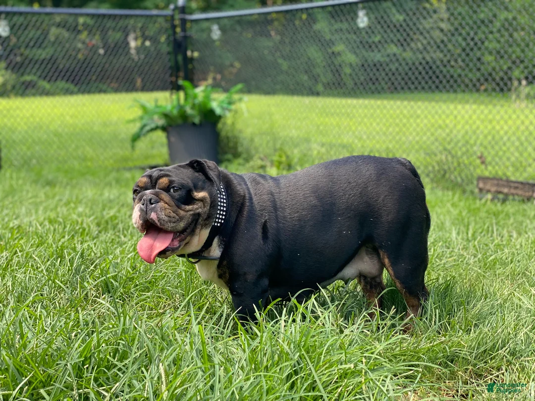 English Bulldog dogs for sale: SQUISHY PAWS - Ad 4