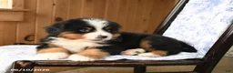 Bernese Mountain Dog dogs for sale: Bear - Ad 3
