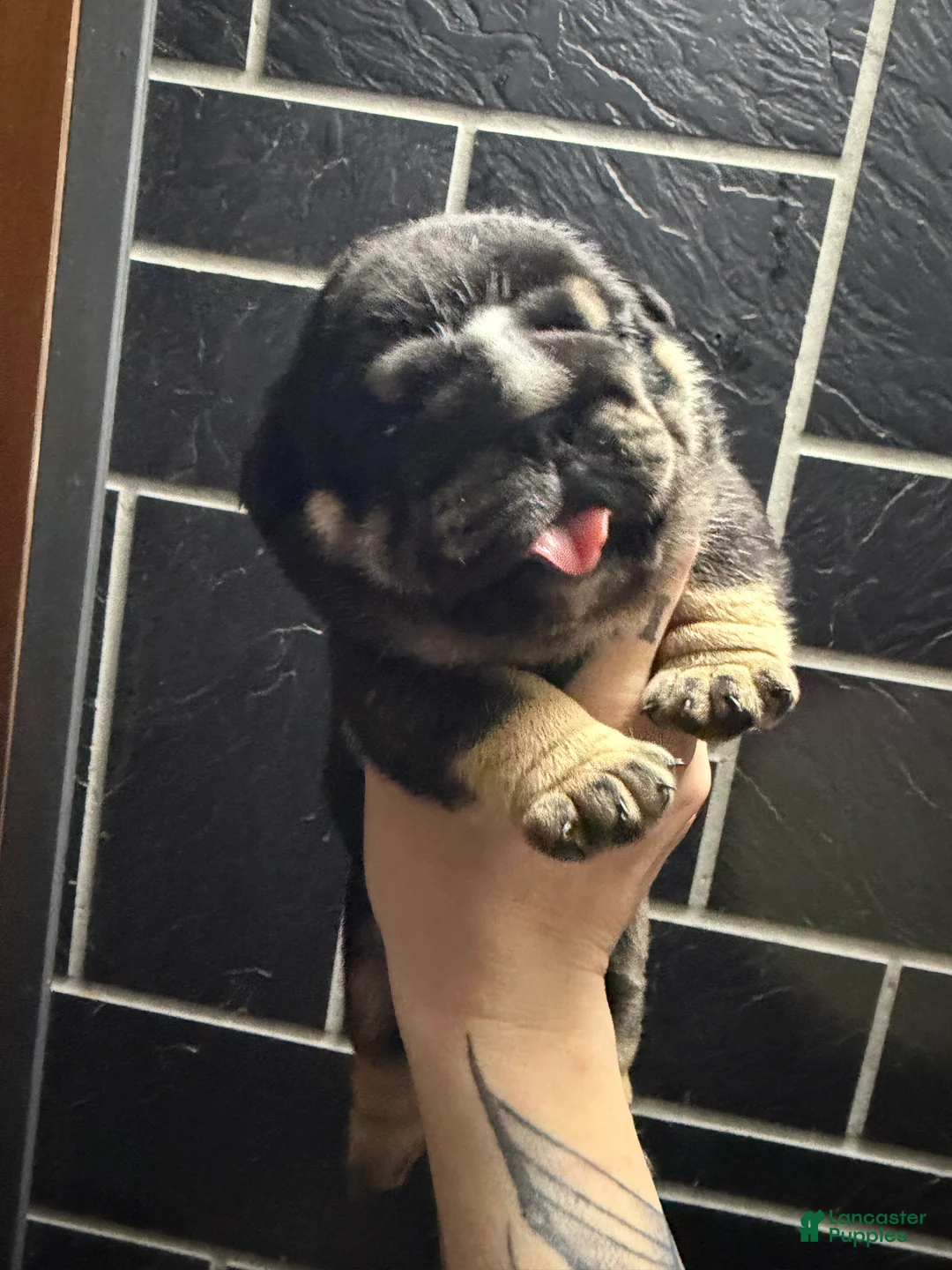 English Bulldog dogs for sale: Black tri Merle male  - Ad 12