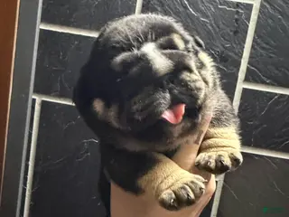 English Bulldog dogs for sale: Black tri - Ad 2