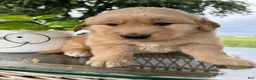 Golden Retriever dogs for sale: Victor - Ad 9