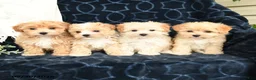 Maltipoo dogs for sale: Luke - Ad 5