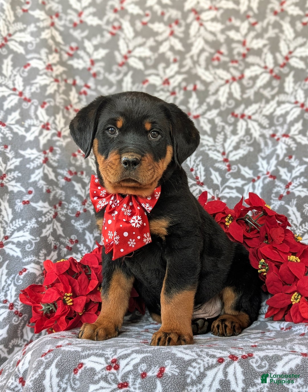 Rottweiler dogs for sale: Atticus - Ad 3