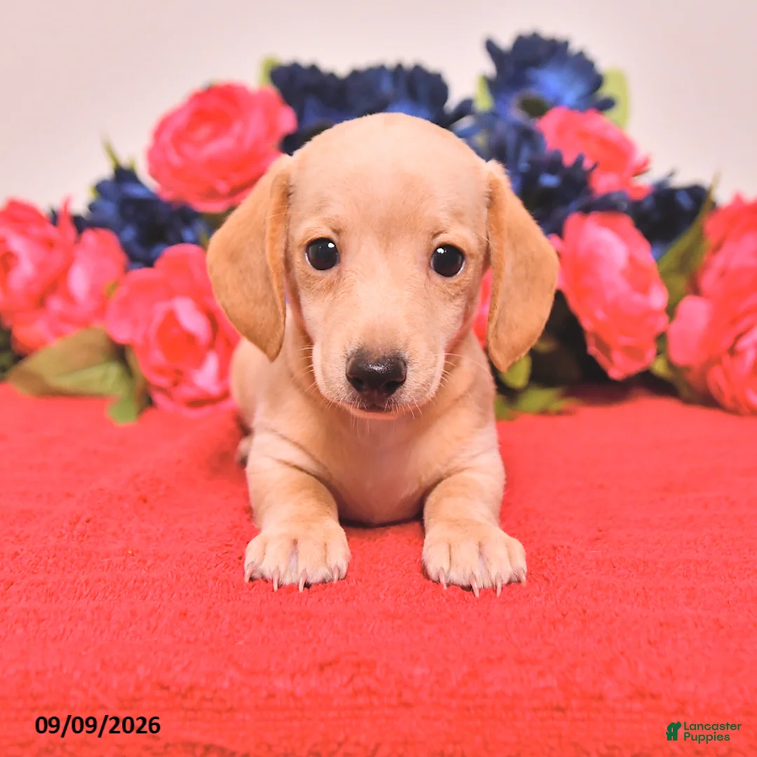 Miniature Dachshund dogs for sale: Wyatt - Ad 1