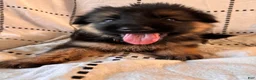German Shepherd dogs for sale: Maple (Orange Collar) - Ad 2