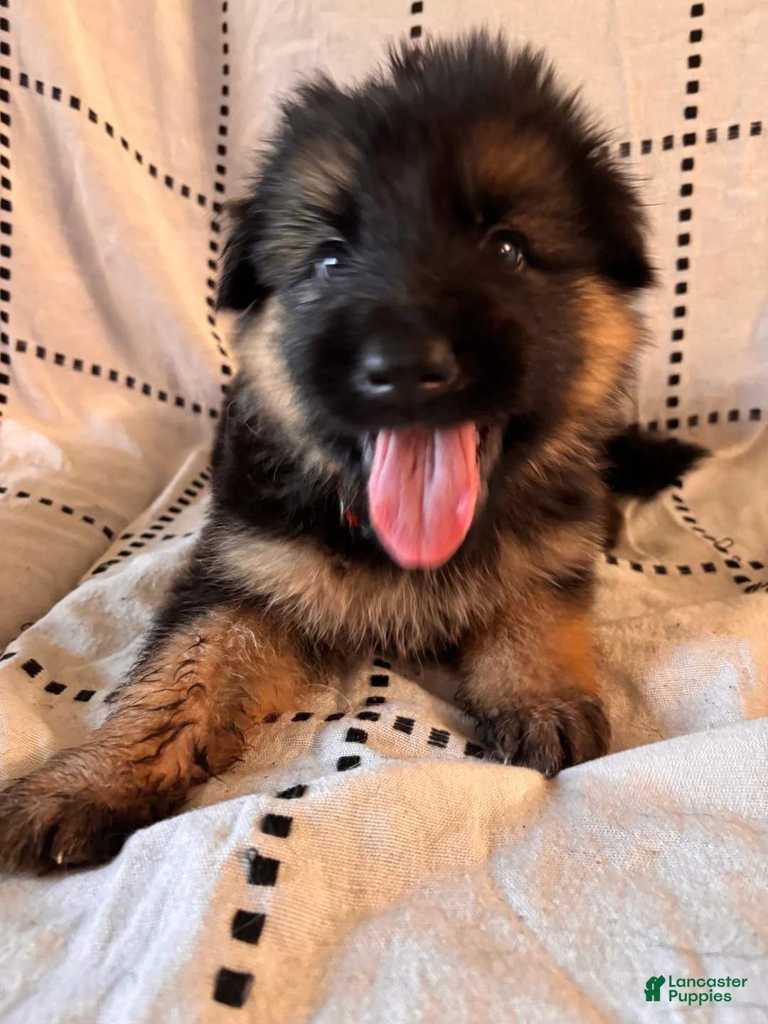 German Shepherd dogs for sale: Maple (Orange Collar) - Ad 2