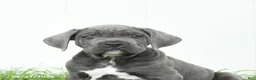 Cane Corso dogs for sale: Ranger - Ad 3