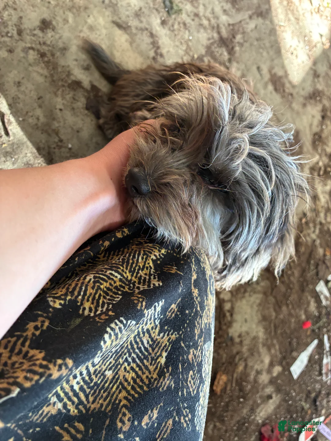 Chipoo dogs for sale: Max - Ad 2