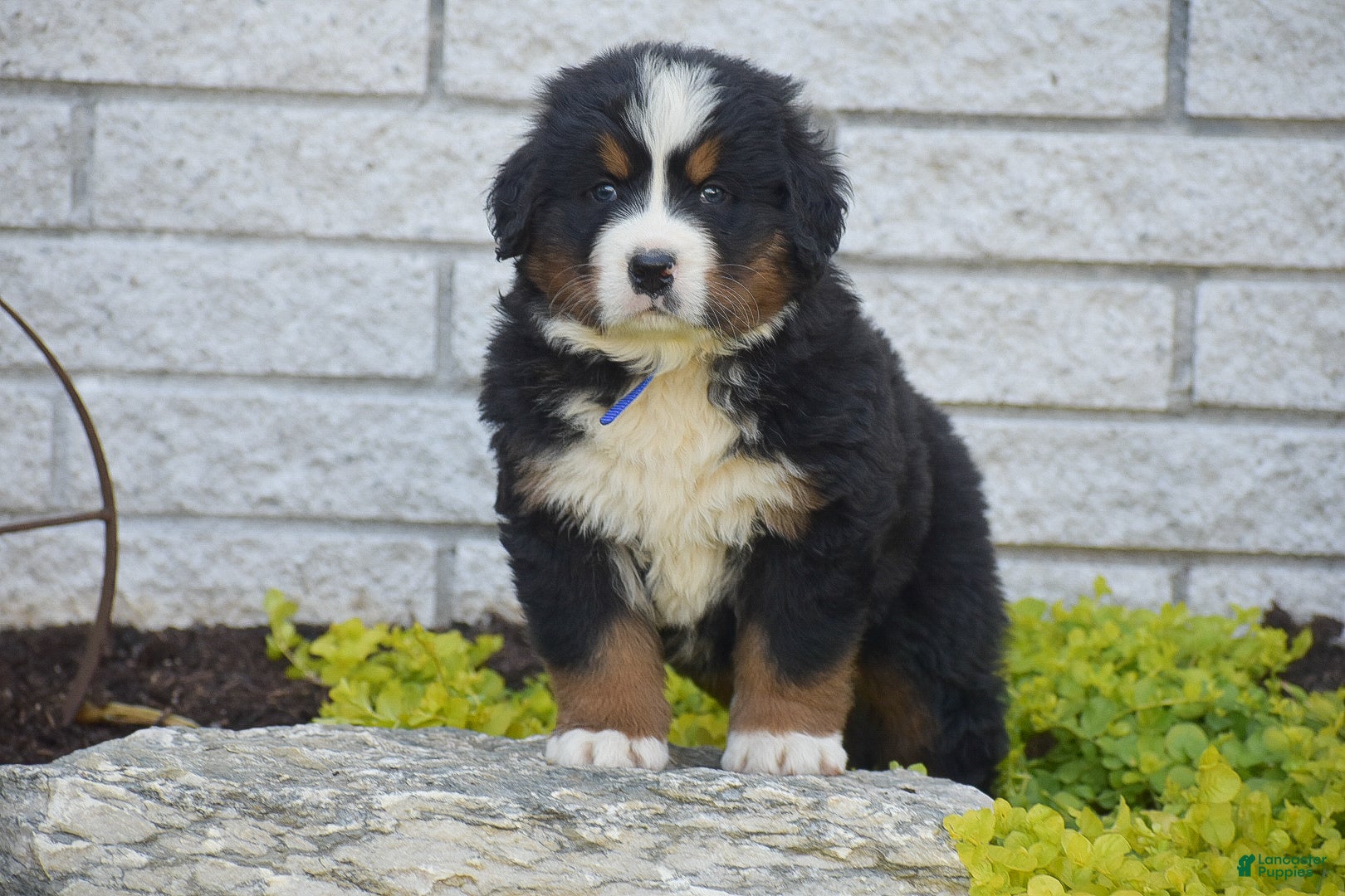 Bernese Mountain Dog dogs for sale: Syrus - Ad 1