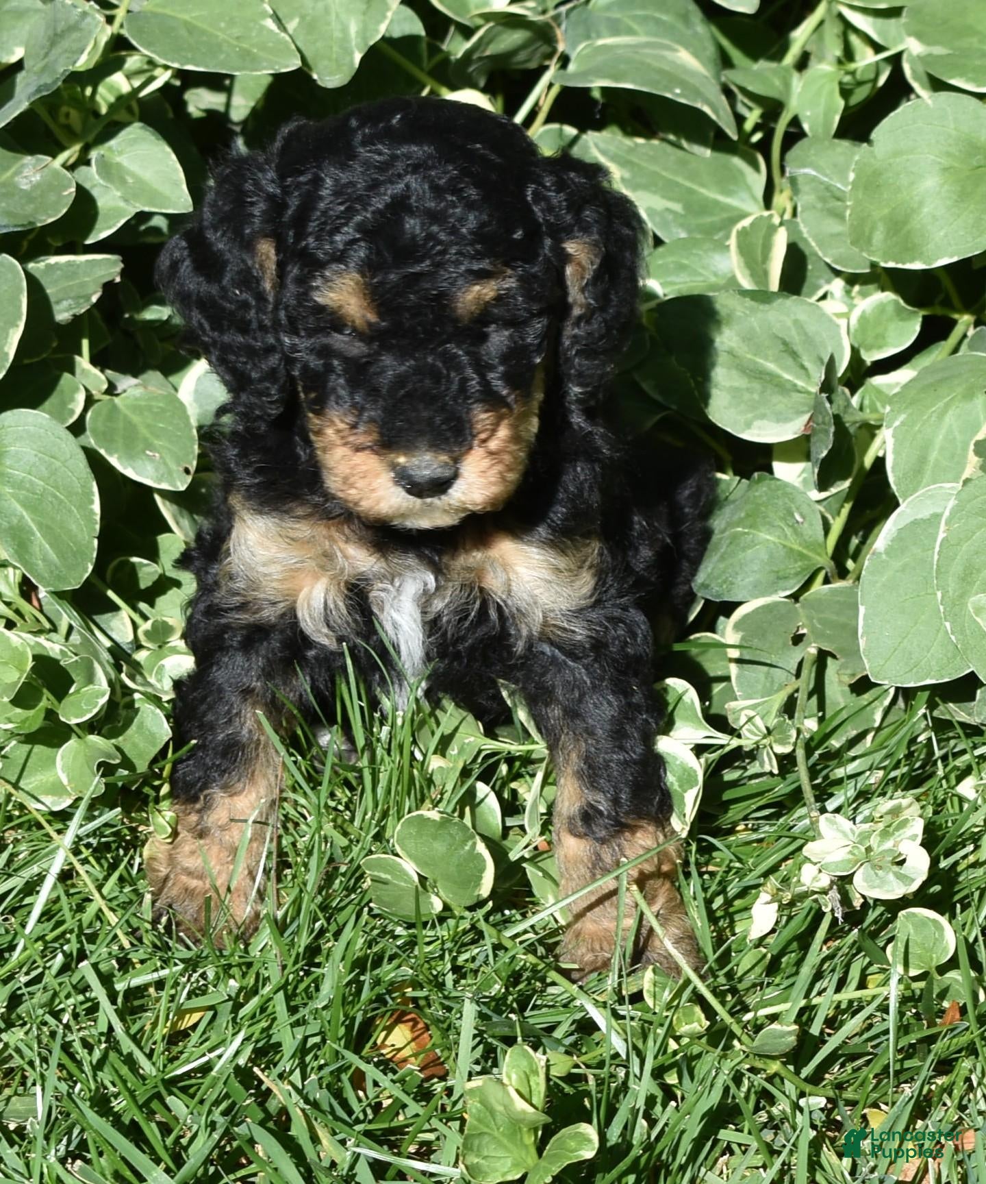 Standard Poodle dogs Standard Poodle 12 Small Black Phantom - Ad 1