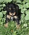 Standard Poodle 12 Small Black Phantom