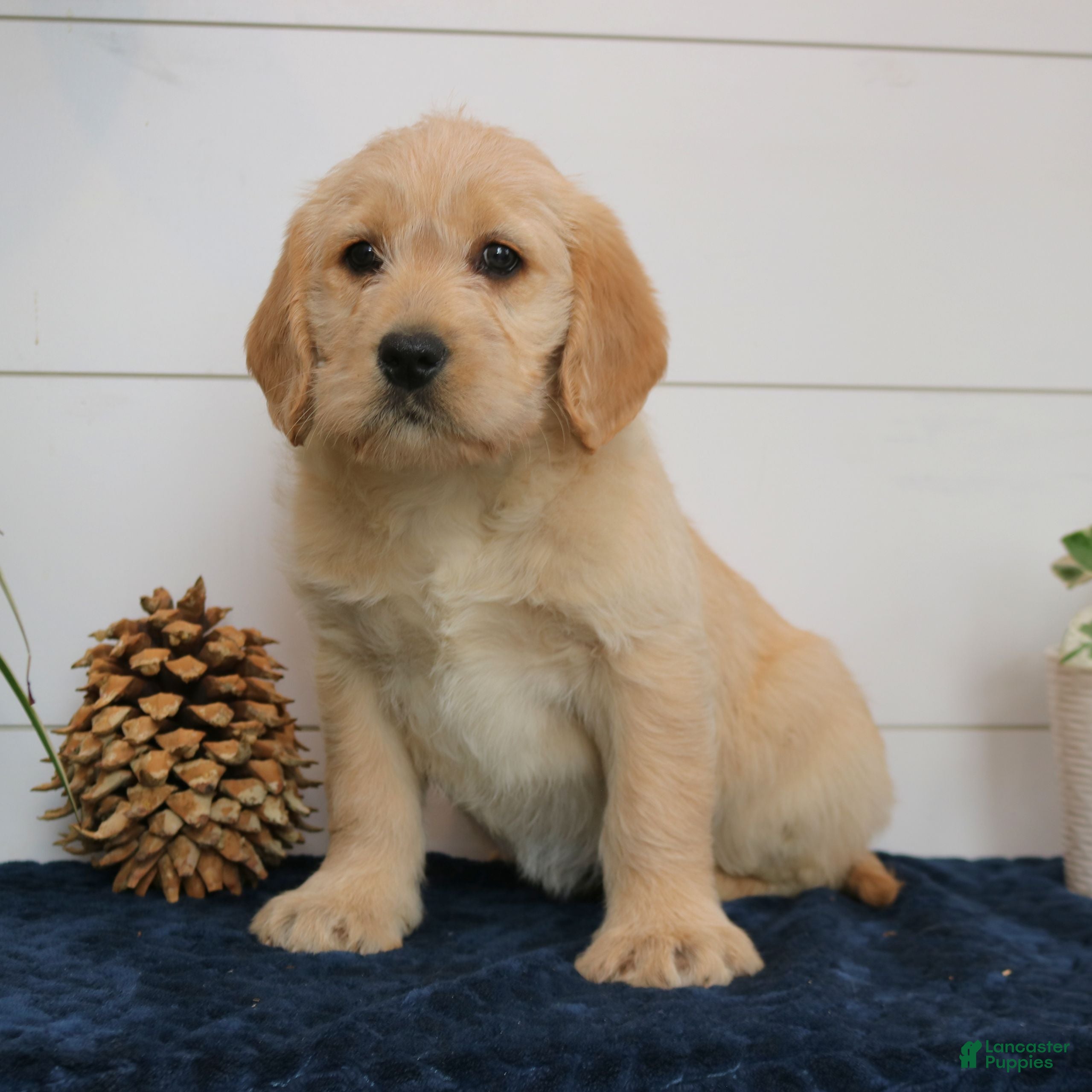 Mixed Breed dogs Avery  - Ad 2