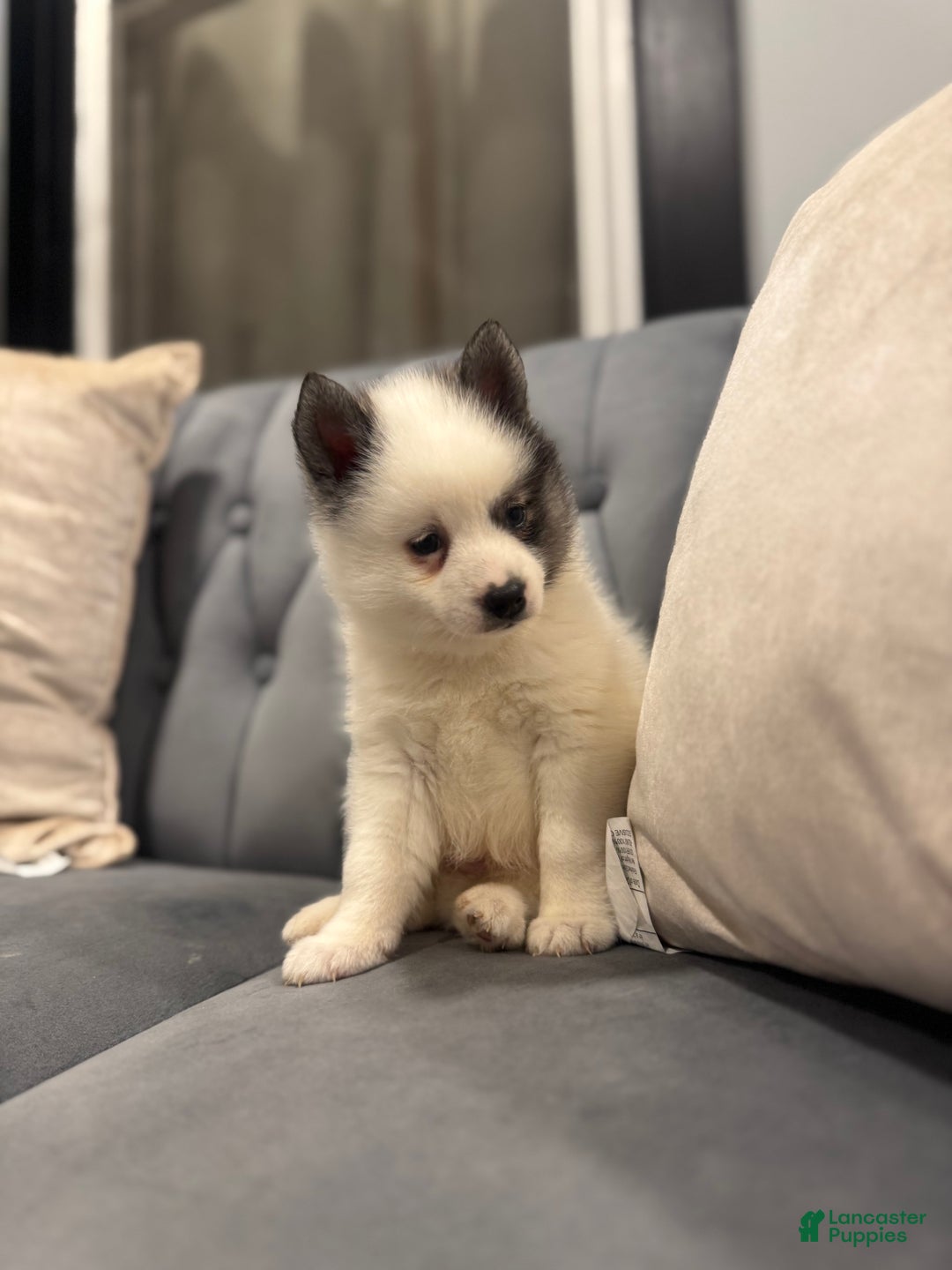 Pomsky dogs for sale: Thanos - Ad 1