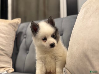 Pomsky dogs Thanos - Ad 29