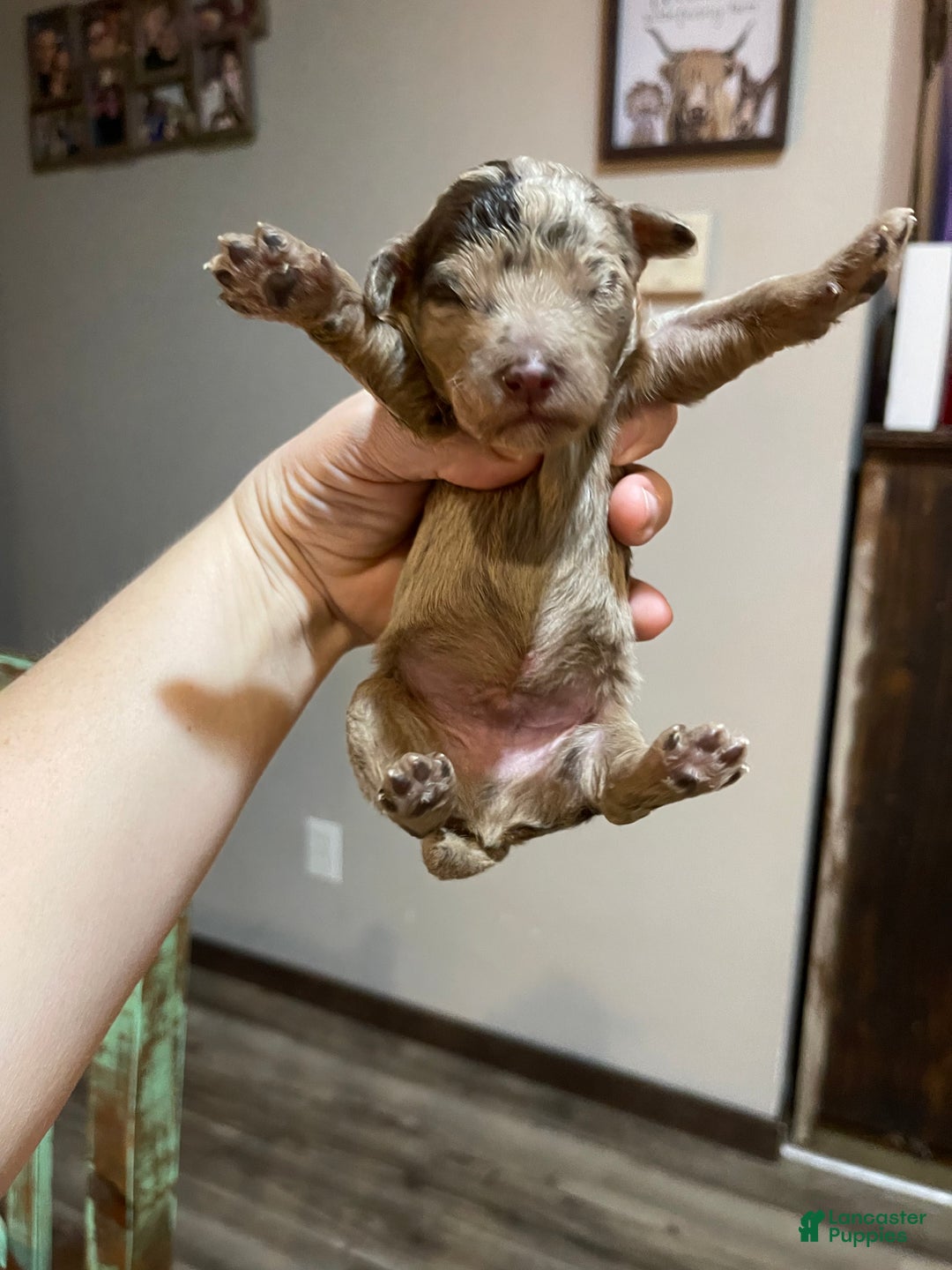 Miniature Poodle dogs for sale: Akc Chocolate Merle Phantom boy 2 - Ad 4