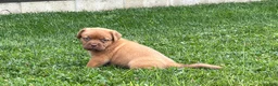 Dogue De Bordeaux dogs for sale: Babbles  - Ad 3