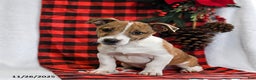Jack Russell Terrier dogs for sale: Ramsey  - Ad 2