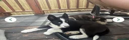 Siberian Husky dogs for sale: Skye - Ad 12